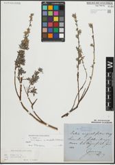 Foto von Salix repens L.